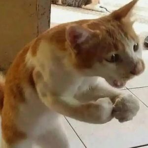 Meet your Posher, Myles